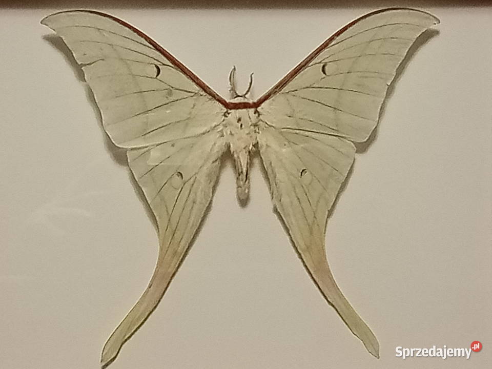 Motyl w ramce 22 x18 Actias selene 155 mm Szczecin