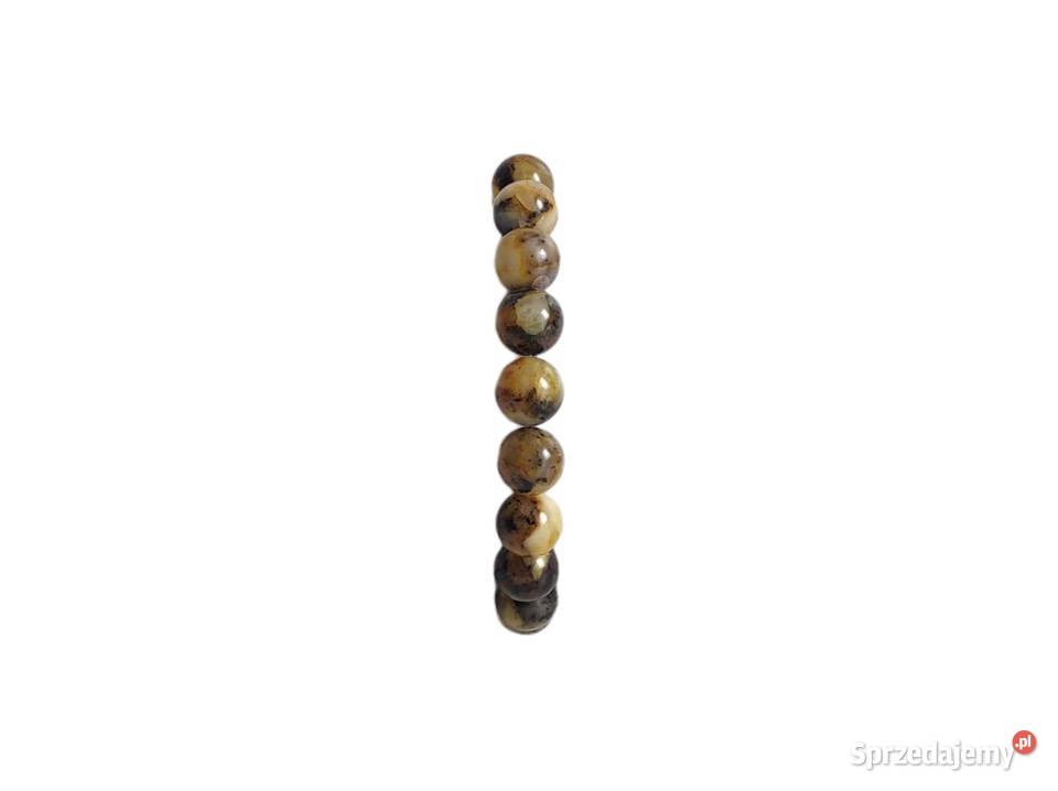 7513 Łaciate Bursztynowe Brudaski Kędzierzyn-Koźle sprzedam