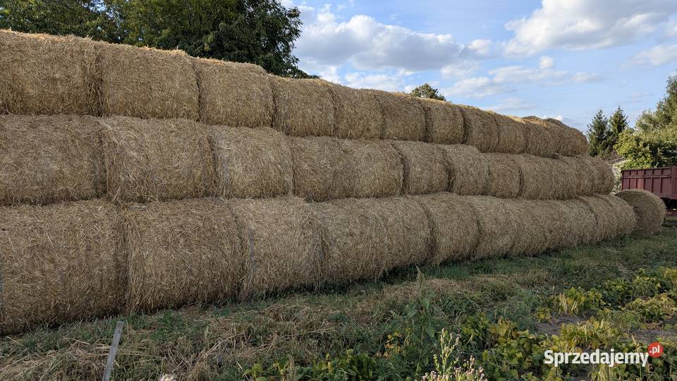 Słoma w rolkach belach mazowieckie Młódnice sprzedam