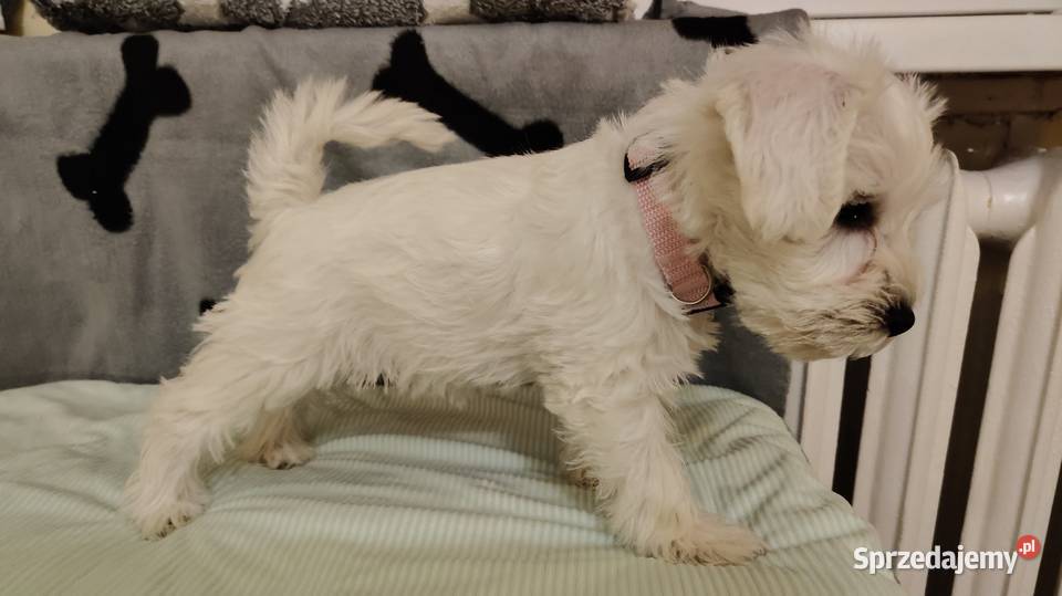 Sznaucer miniaturowy biały szczeniąta FCI Białystok