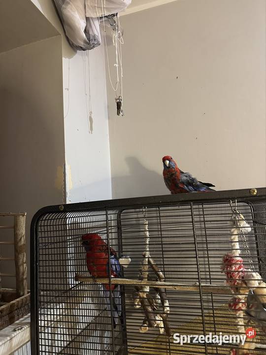 rozelle królewskie Stara Iwiczna