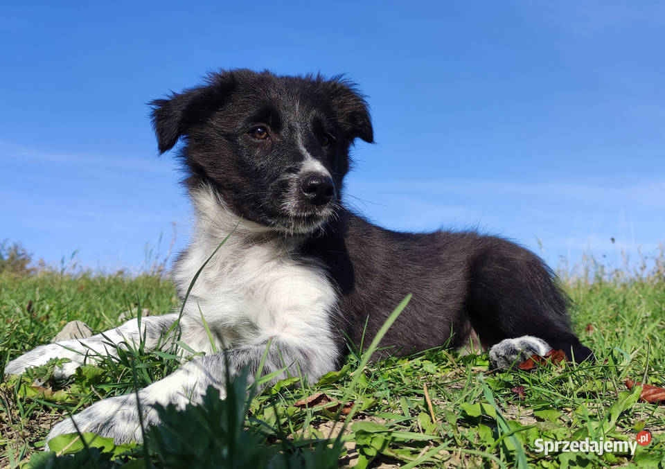 Suczka BORDER COLLIE z pełną dok przebadani Iwonicz
