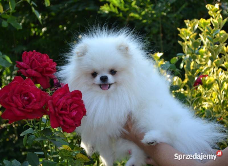 SZPIC MINIATUROWY POMERANIAN ŚLICZNE PIESKI Drogusza
