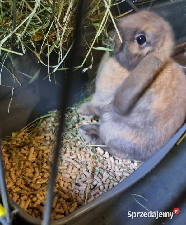 Królik Mini Lop Katowice