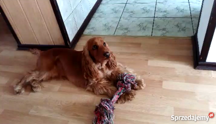 Reproduktor Cocker Spaniel Mińsk Mazowiecki