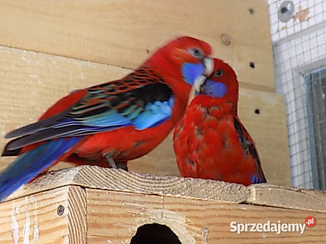 rozelle królewskie para Sarnaki