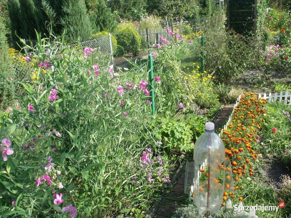 Sprzedam dzialke rekreacyjna ROD Zacisze Grunty i działki