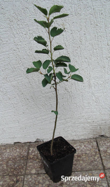 ŚWIDOŚLIWA OLCHOLISTNA Martin sadzonki w