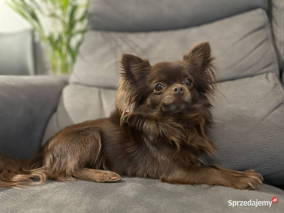 Piekny reproduktor Chihuahua długowłosy Piła