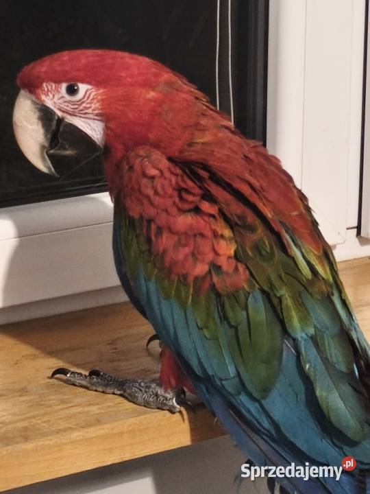 Ara Chloroptera samiec RK małopolskie Olkusz