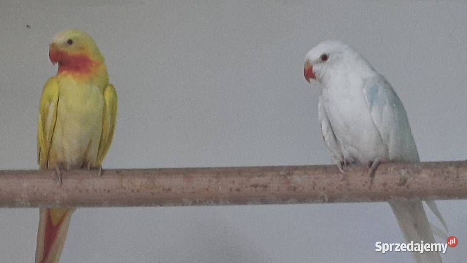 księżniczki walii i inne Swarzędz sprzedam
