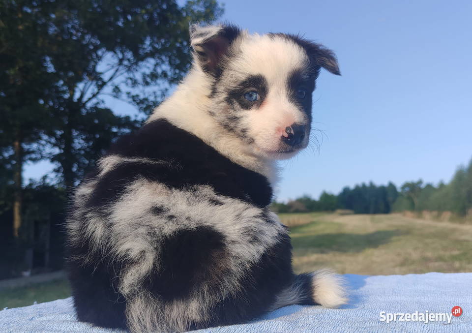 Prześliczna Suczka BORDER COLLIE pełna dok super Iwonicz