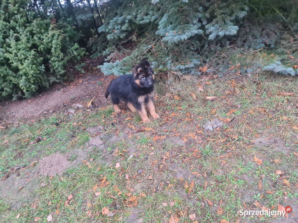 Owczarek Niemiecki Szczeniaki Złotów sprzedam