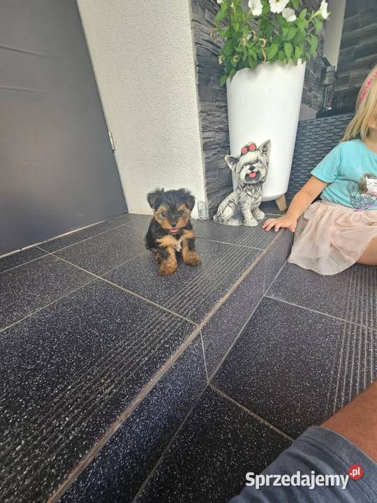 York terrier chłopczyk Chróścin