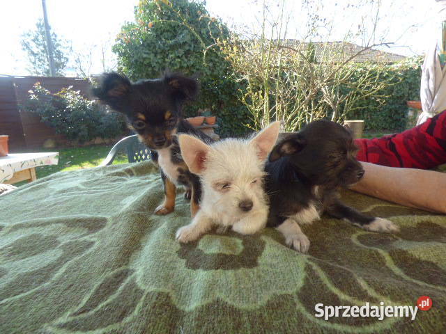 Śliczne Chihuahua pieski i sunie Chihuahua sprzedam