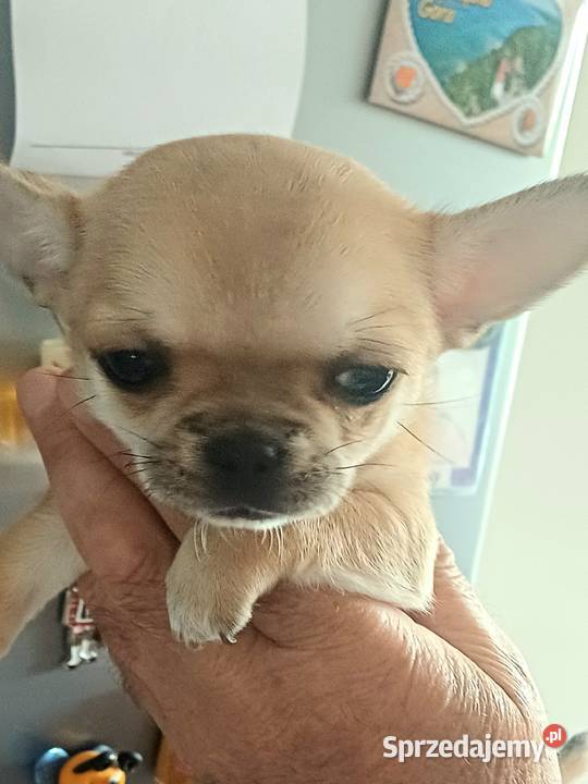 Chihuahua XSS Przepiękna Beżowa Zgierz