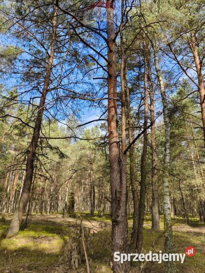 Las sosnowy 50letni pastwiska 9111 m Pustelnik