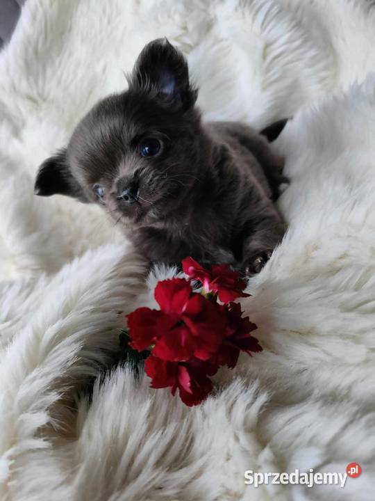 CHIHUAHUA PRZEPIĘKNA SUNIA KOLOR NIEBIESKI BLUE sprzedam