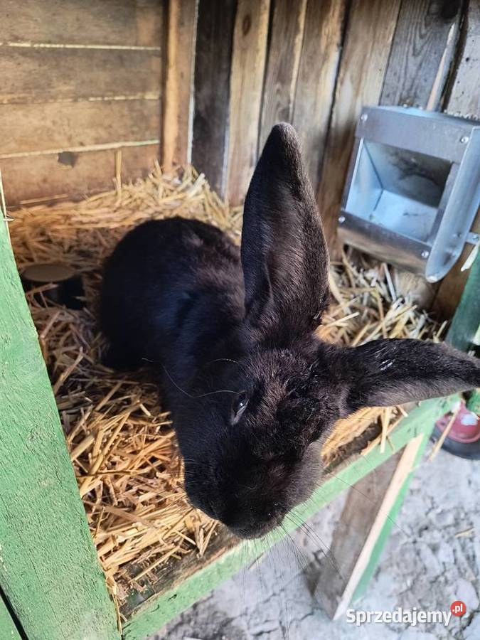 Króliki rasy czarnej 3 samice 1 samiec lubuskie