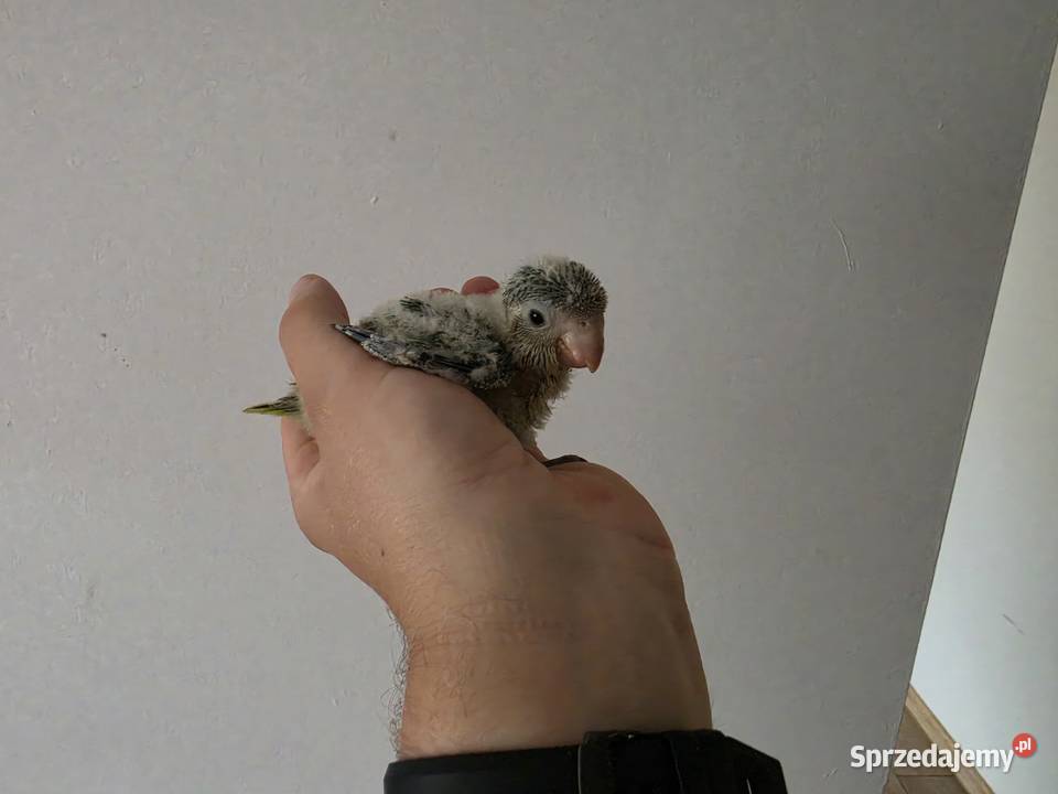 Mnichy nizinne ręcznie karmione Koninko sprzedam