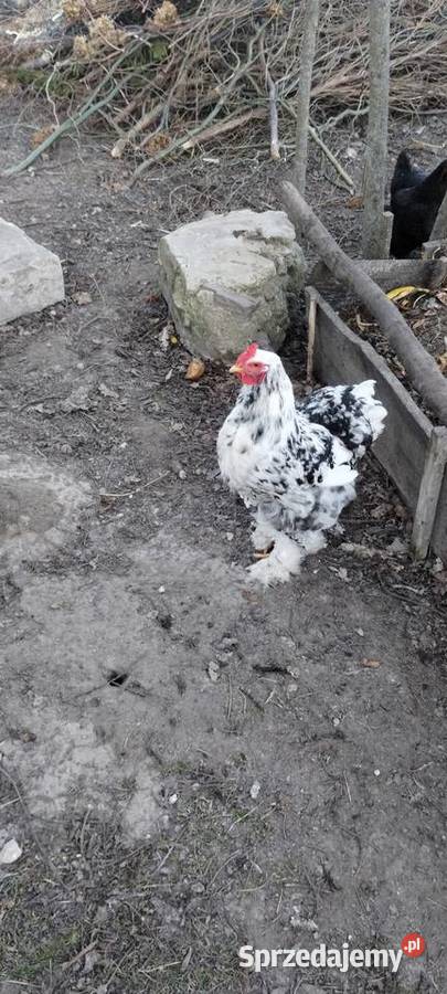 Kogut Kochin Tomaszów Lubelski sprzedam