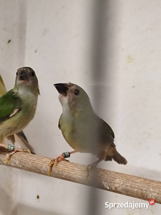 Papuzik Forbesa samicaAstryld Astryldy Myślenice