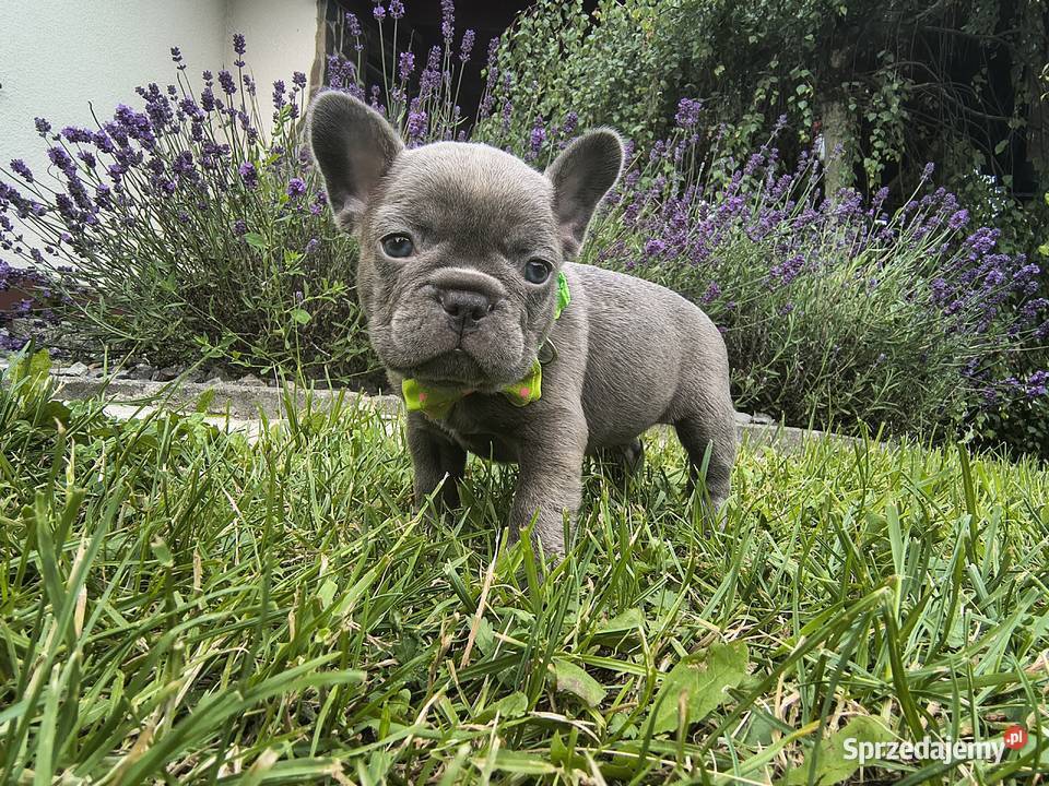 Buldog francuski Targanice