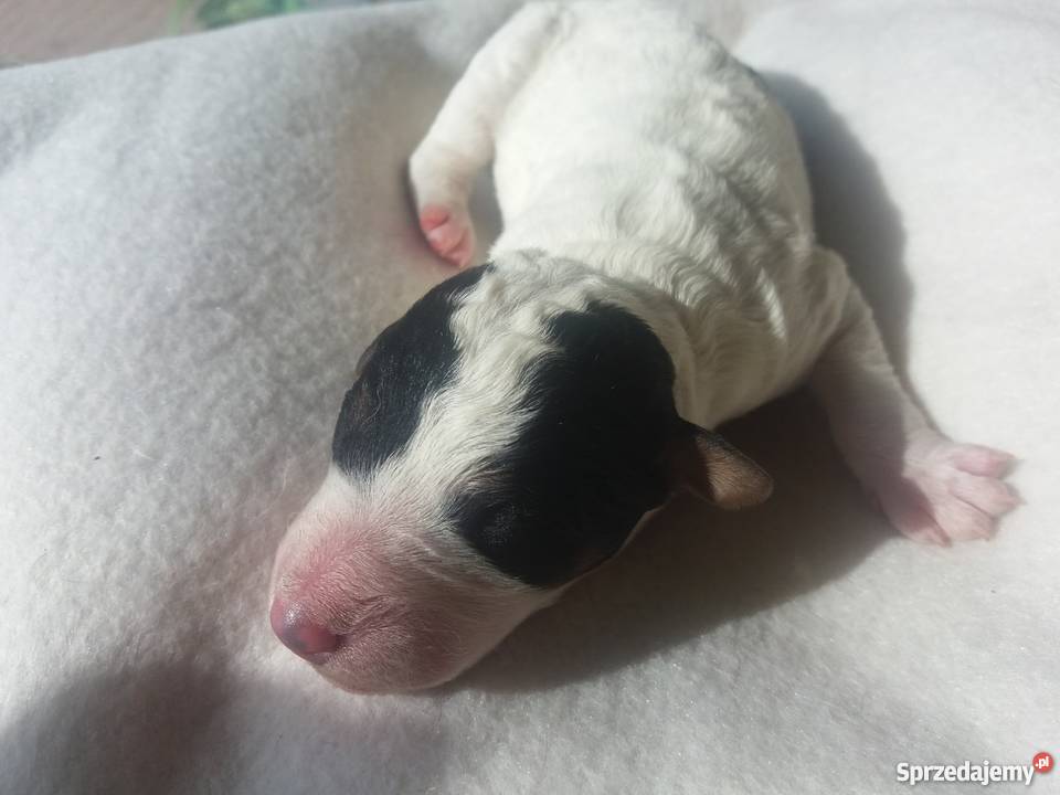 Szczenięta foksterier szorstkowłosy Rogoźno sprzedam