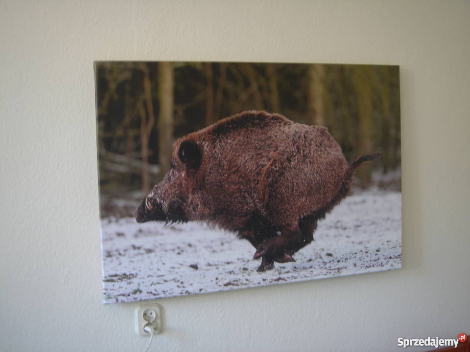 Dzik w biegu Foto obraz Gorzów Wielkopolski sprzedam