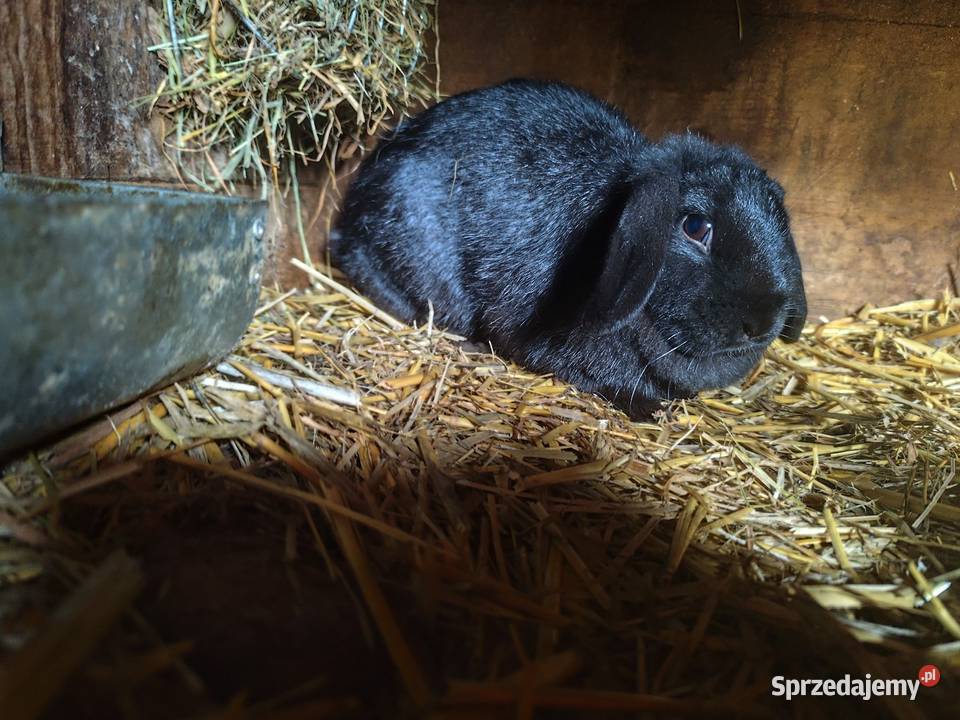 Czarny królik baranek samica