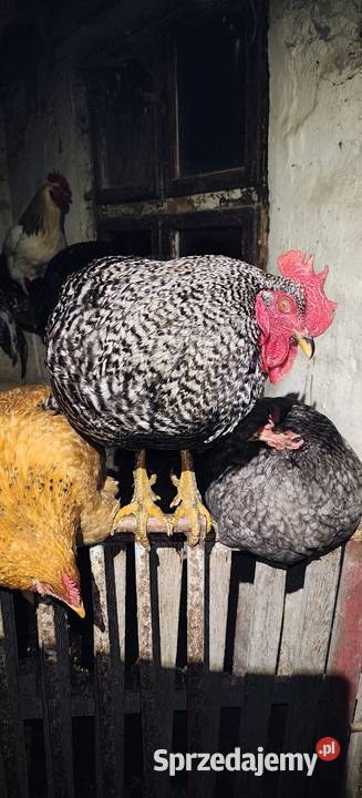 Koguty Strzelce Opolskie