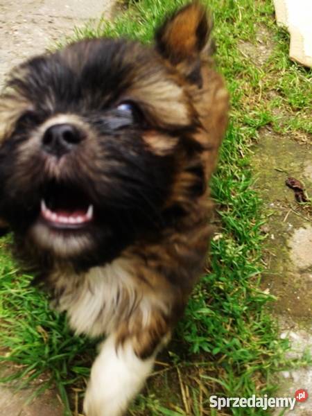 Pieski Shih Tzu maleństwa z rodowodem i chipem Gliwice