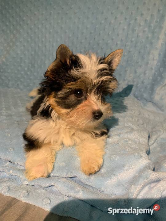 York biewer piękny samiec pomorskie Gdynia