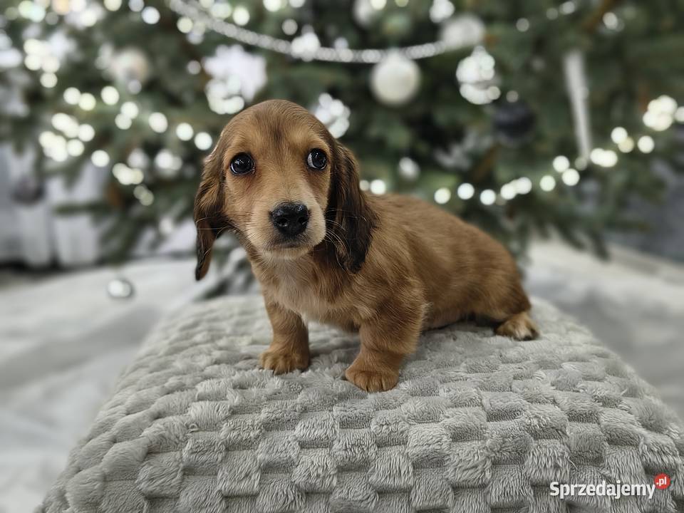 Jamnik długowłosy miniaturowy rudy gen kremowy Jamnik Żychlin