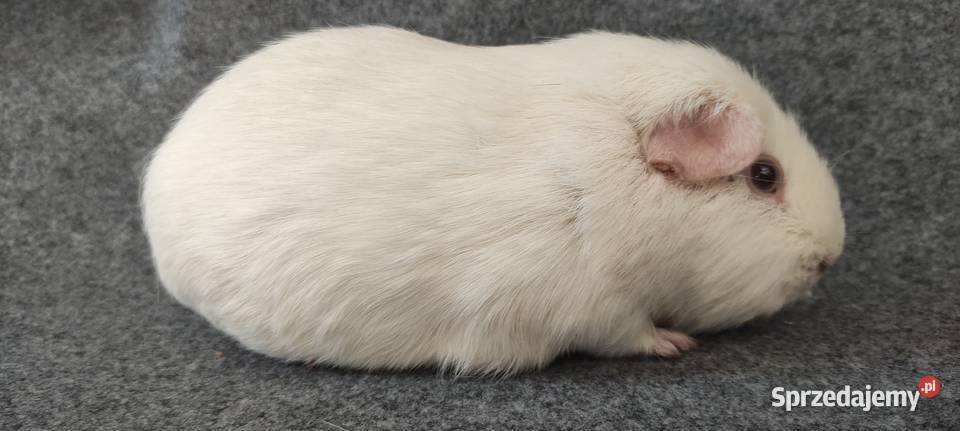 Świnka morska self gładkowłosa cavia z hodowli Dąbrowa Górnicza
