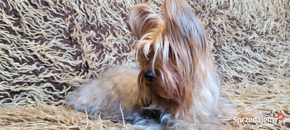 York piesek yorkshire terrier piesek rasy york