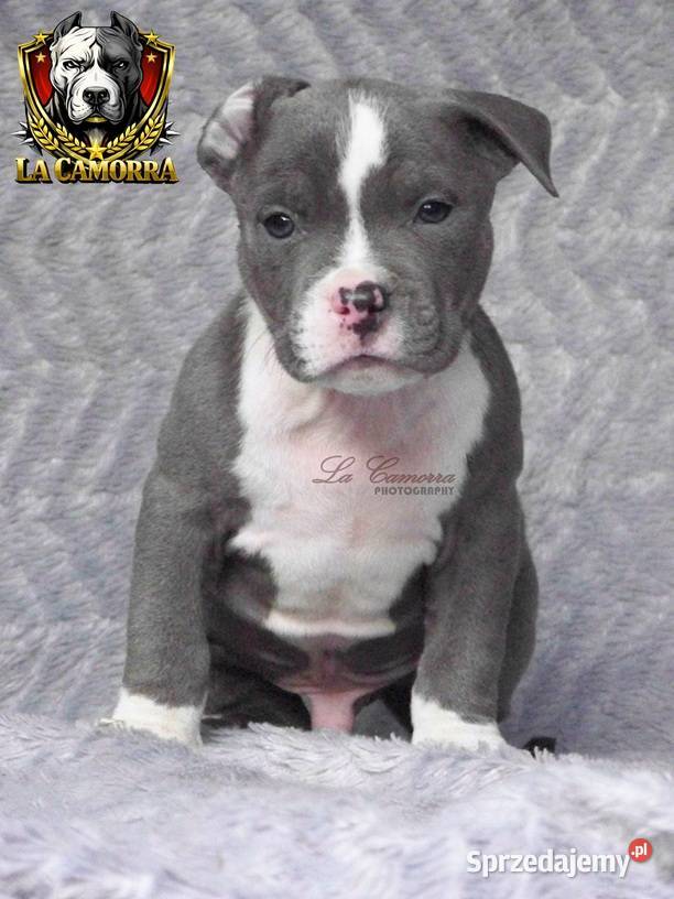 American Staffordshire Terrier Blue Samiec opolskie Paczków