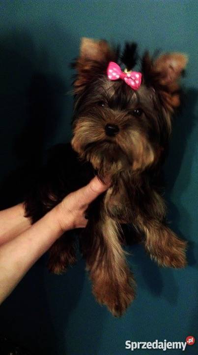 Yorkshire Terrier pochodzenie FCI wystawowe Wyszków sprzedam