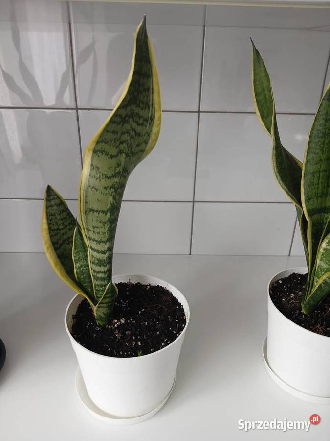 Sansewieria Futura Superba Sansevieria 57 śląskie Częstochowa