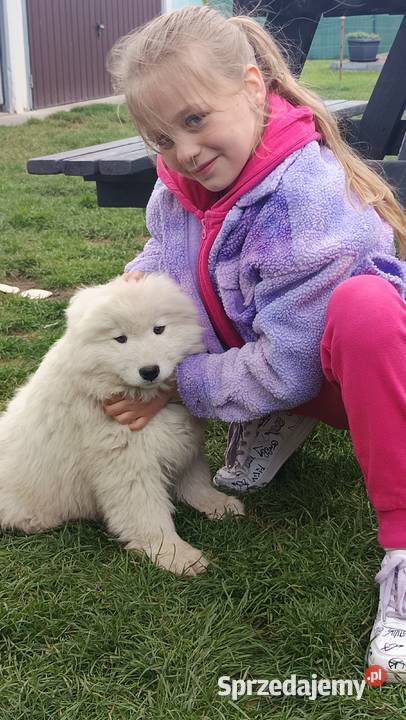 Szczenięta rasy Samoyed kujawsko-pomorskie Piotrków Kujawski