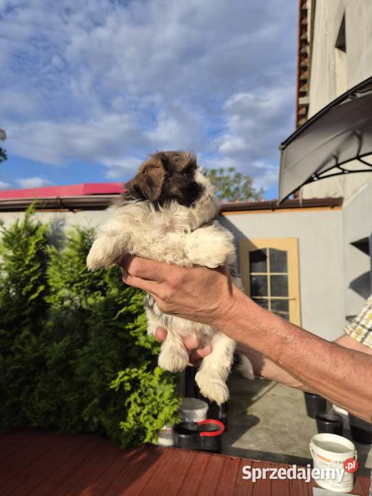 Domowe Czarusie Lubsko