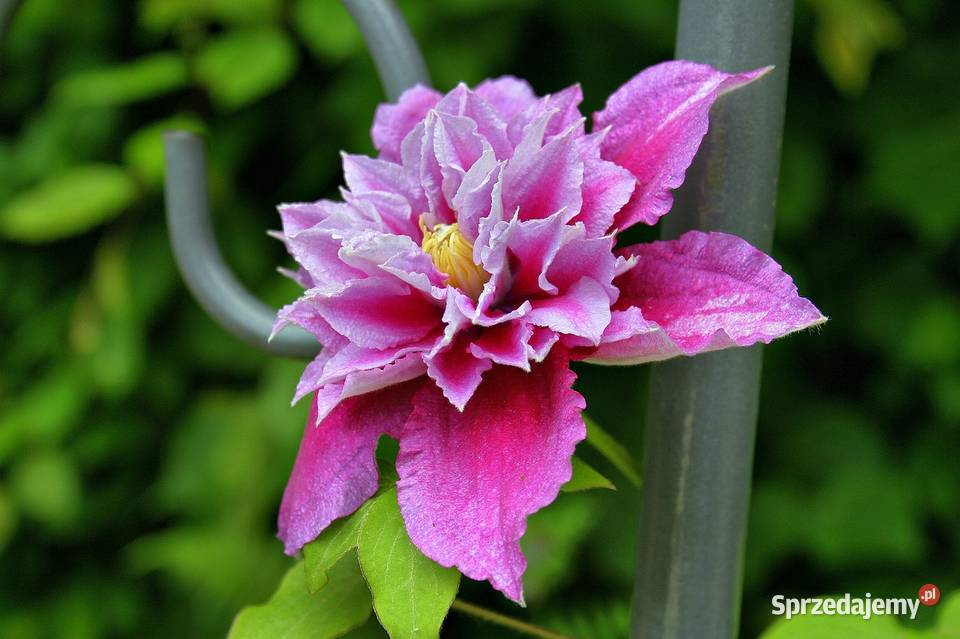 Pnącza Clematis Powojnik Wisteria Glicynia Knurów