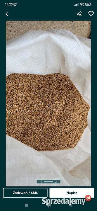 Pszenica METRONOM jęczmień RETURN Ojców