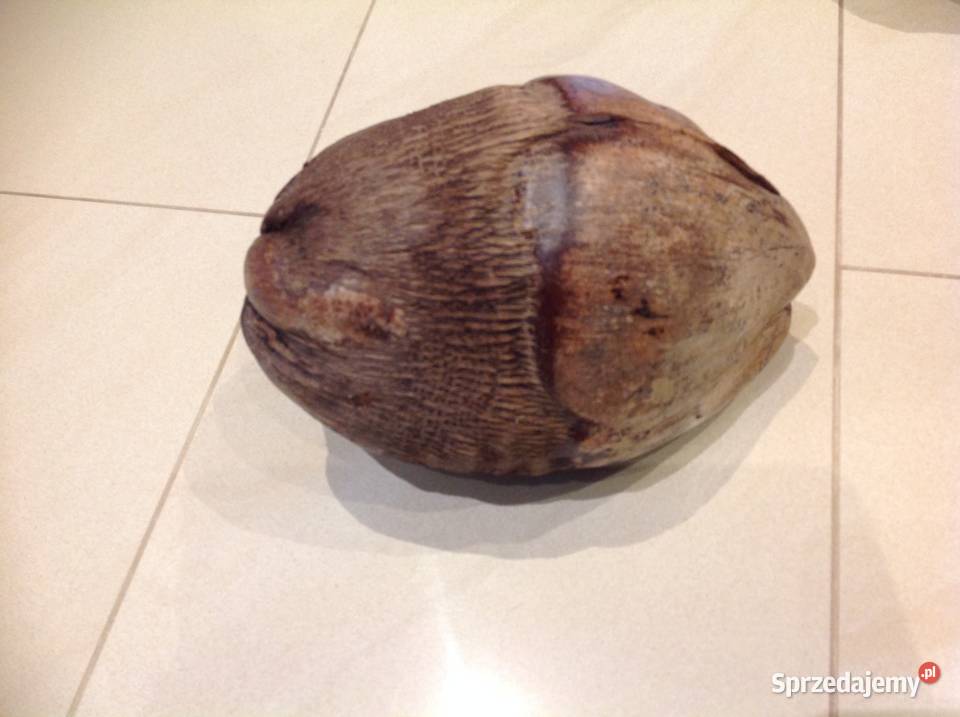 Dekoracja Orzech Kokosowy Brązowy Nowa Sól