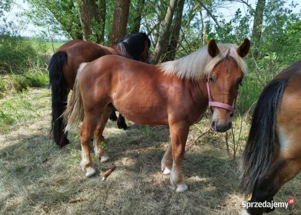 Ogierki zimnokrwiste Dyszno sprzedam
