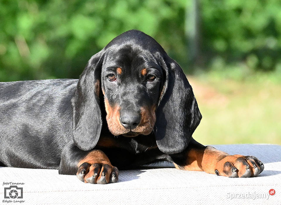 SPRZEDAM GOŃCZY POLSKI FCI szczeniaki
