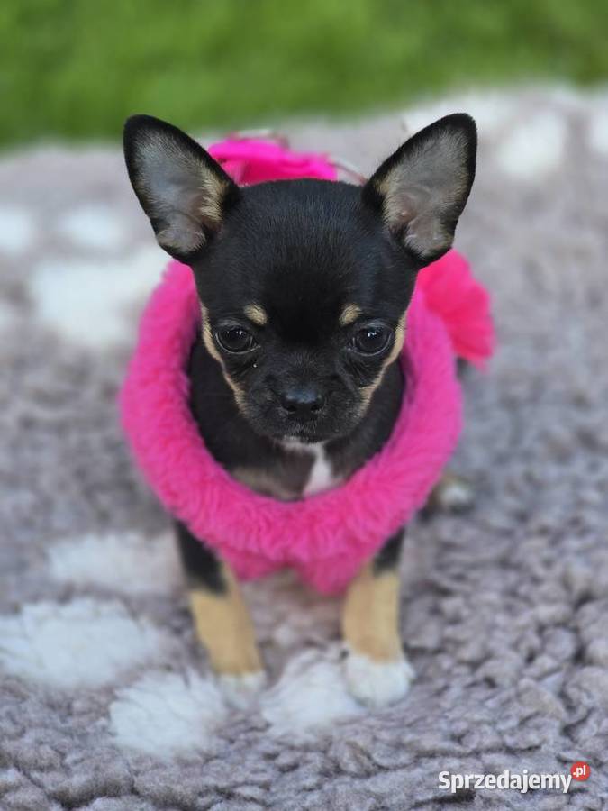 Chihuahua Czarna podpalana Bielsko-Biała