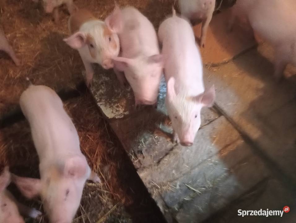 Prosięta prosiaki warchlaki 10 sztuk Strzałkowo