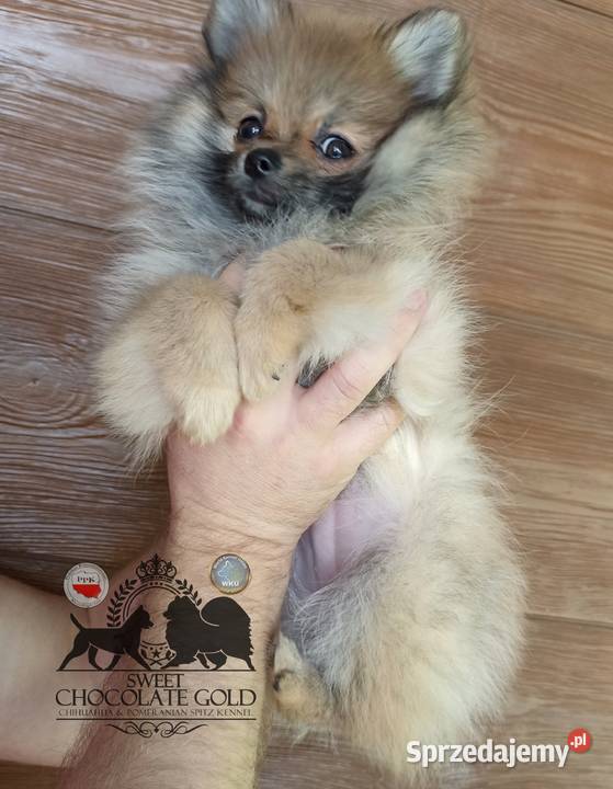 Sunia szpic miniaturowy pomeranian Orange sable sprzedam