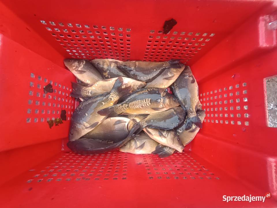 Karp kroczek 3050dag karpie hurt detal ta sama Pozostałe opolskie Chróścice